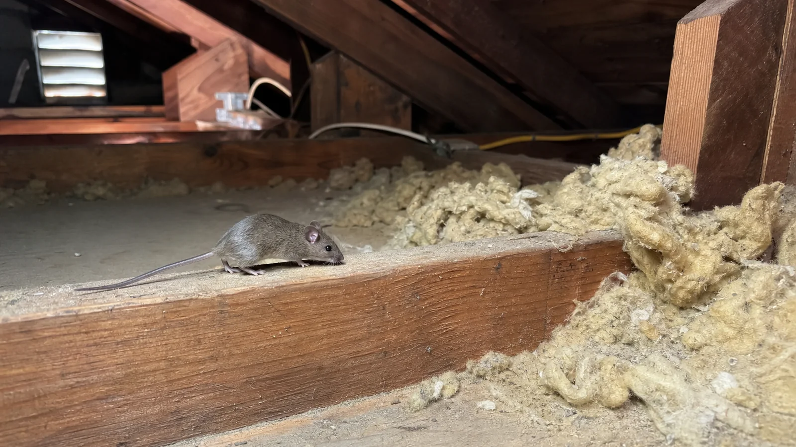 House mouse traveling along an attic joist beside disturbed insulation