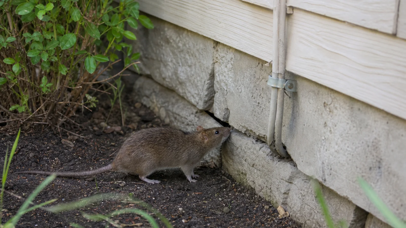 Brown rat investigating a narrow gap beside an exterior utility line and foundation